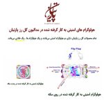 سکه پارسیان طلا 18 عیار پارتیان50صوت - تصویر 2